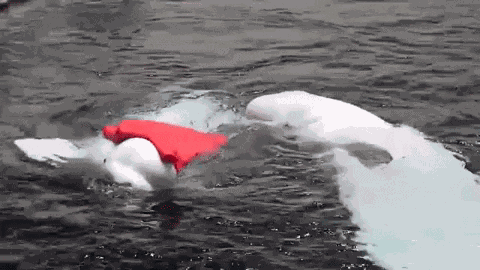 Love Beluga GIF