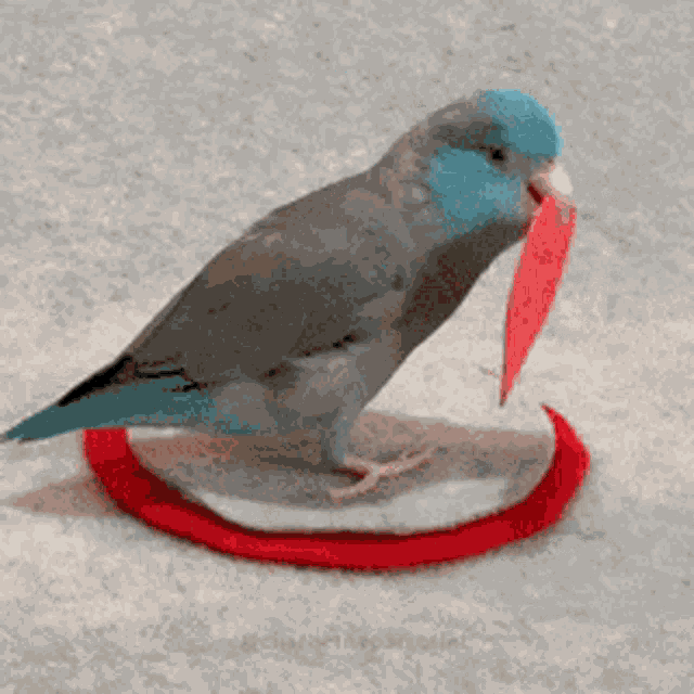 Love Bird GIF