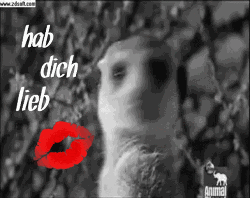 Love Erdmännchen GIF