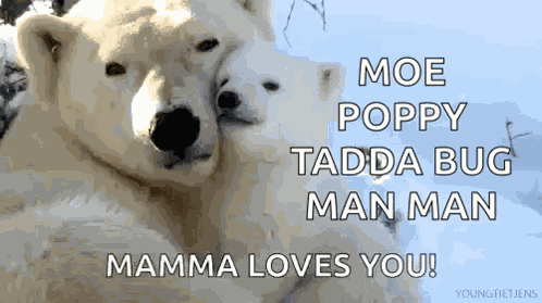 Love Polar Bear GIF