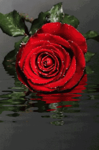 Love Rose57 Roserred57 GIF