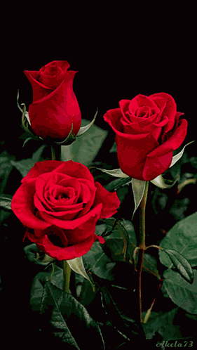 Love Sorry GIF