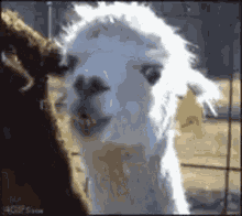 Love You Alina GIF