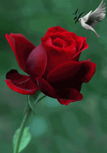 Love You Red Roses GIF