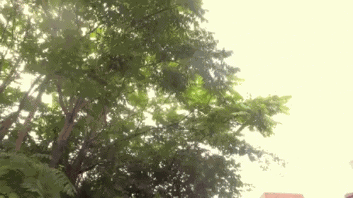 Lovers Couple GIF
