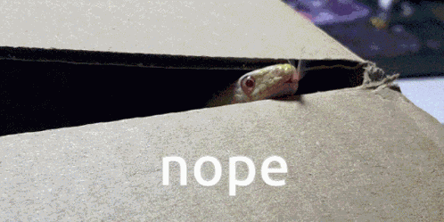 Lucidrien Lilpy Lucidrien GIF