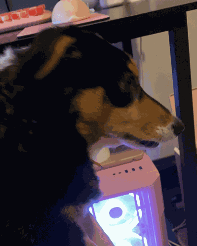 Lulu Side Eye Dog GIF