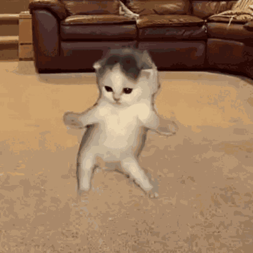 Lumedoallumenaria Dancing Cat Ai GIF