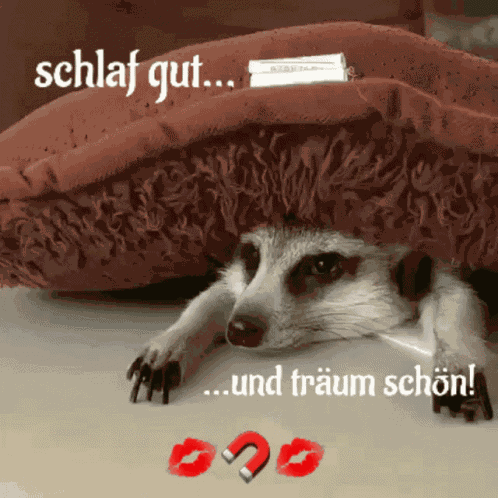 Müde Schlafen GIF