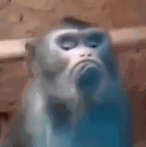 Małpa Małpka GIF