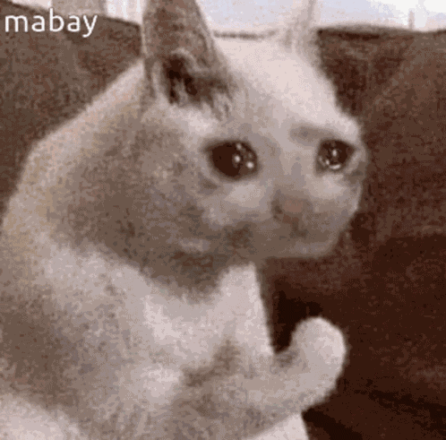 Mabay Cat GIF