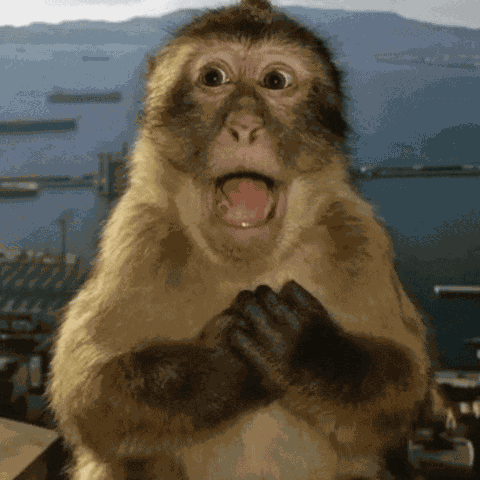 Macaco Surpreso GIF