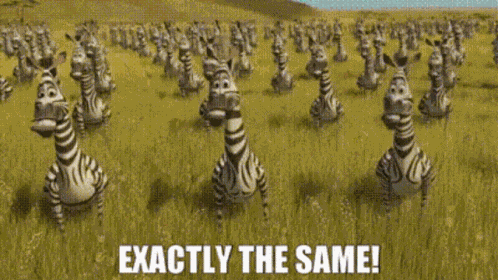Madagascar Zebras GIF