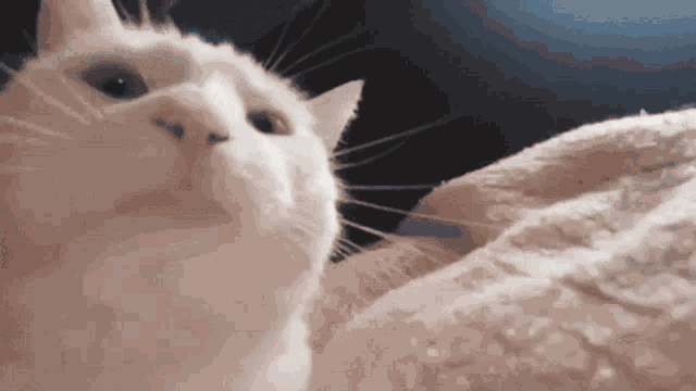 Made By Frexyo Cat Jam GIF