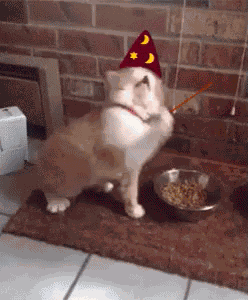 Magic Cat GIF