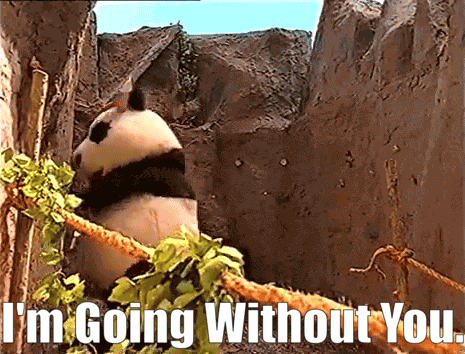 Magic Mountain Panda GIF