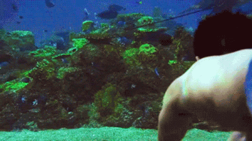 Mako Mermaids GIF