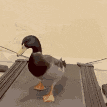 Mallar Duck Gif GIF