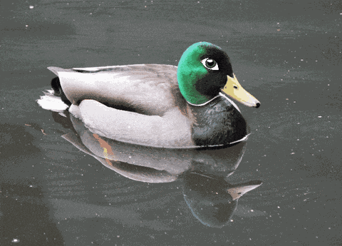 Mallard Duck With Human Eyes Gif GIF