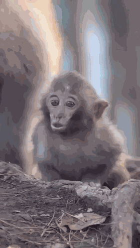 Mama Monkey Pulling Hair GIF