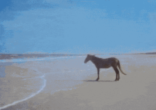 Man Beach GIF