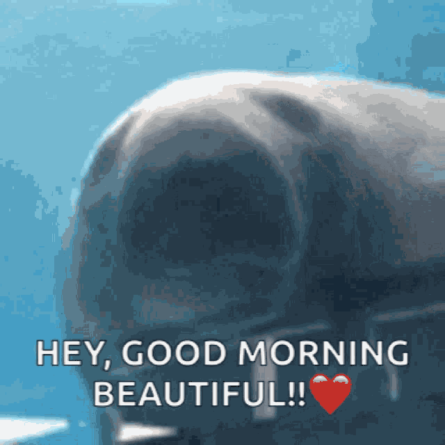 Manatee Good GIF