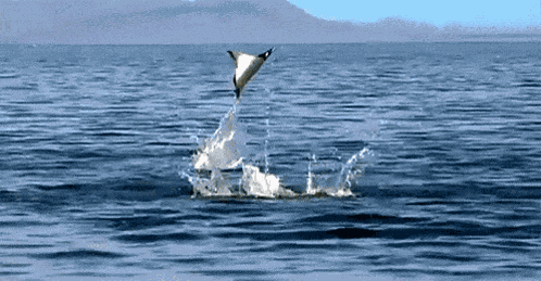 Manta Ray Jump GIF