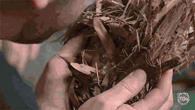 Manual De Sobrevivencia Fazer Fogo GIF