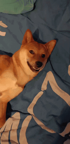 Mao Dog GIF