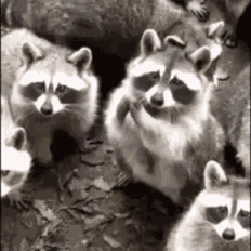Mapache GIF