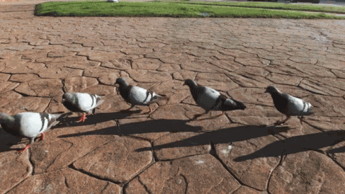 March Forth Pigeons GIF