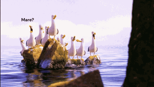 Mare Seagull GIF
