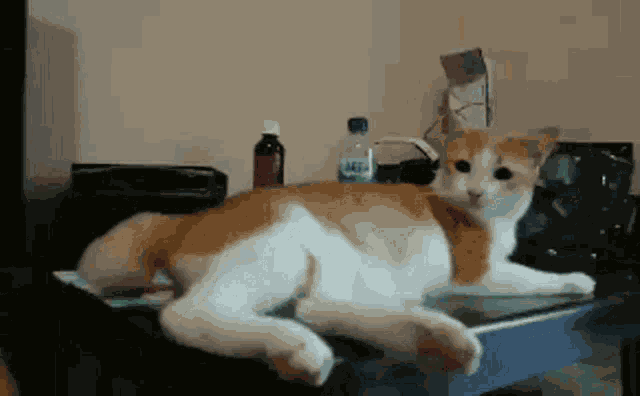 Marie Cat Kitten GIF