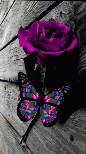 Mariposa Butterfly GIF