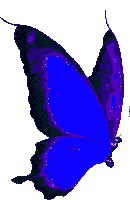 Mariposa Gif Sticker