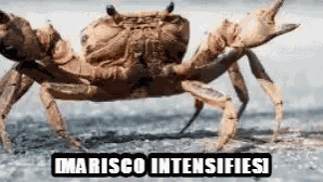 Marisco Intensifies GIF