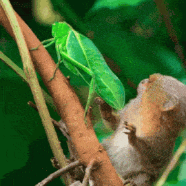 Marmoset Marmozeta GIF