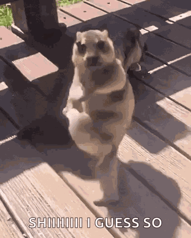 Marmot Ai GIF