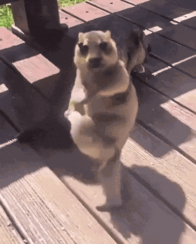 Marmot Ai GIF