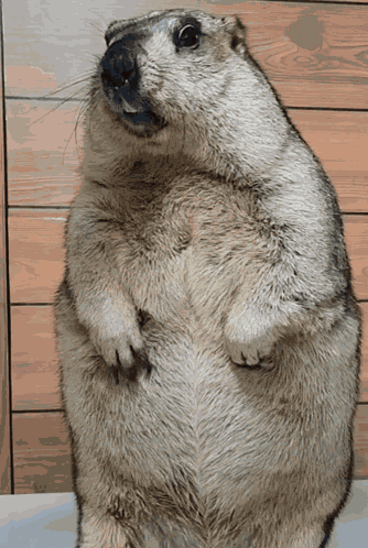 Marmot Fat GIF
