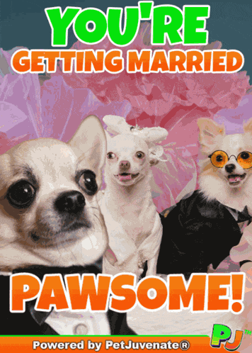 Marrige Married Union Partner Celebration Hugs Kisses Congratulations Congrats Wedding Union GIF