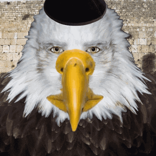 Marvin Beak Meme