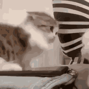 Matching Cat Pfps Cute Cats GIF