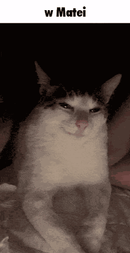 Matei W Matei GIF