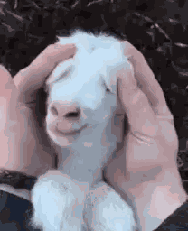 Mateus Goat GIF