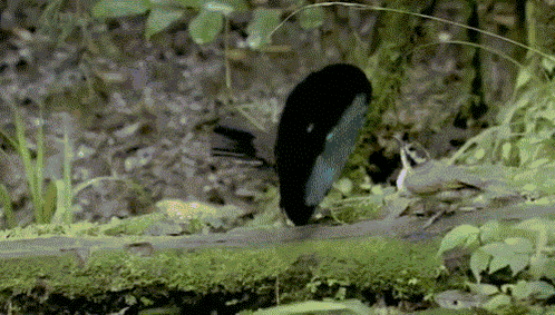 Mating Bird GIF