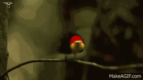 Mating Dance GIF