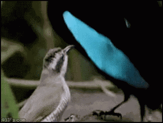 Mating Dance GIF