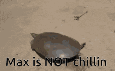 Max Turtle GIF