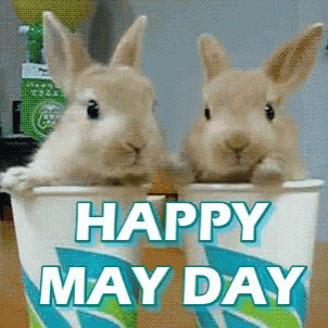May Day Happy May Day GIF